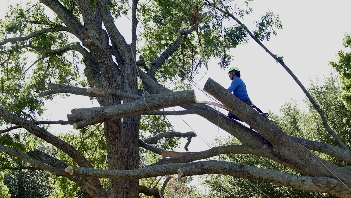 Professional Crown Thinning performed by certified arborists in Harvey