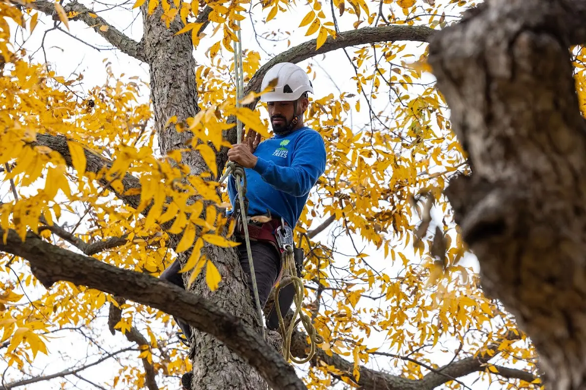 Skilled Tree Pruning crew working in Harvey