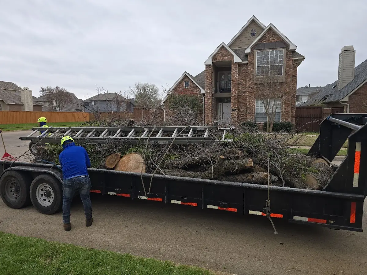 Expert Tree Removal with proper safety equipment in Harvey